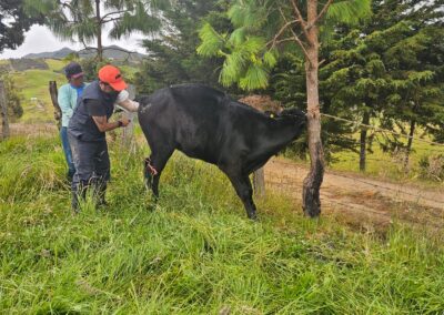 Inseminación Artificial